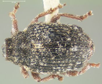 Media type: image;   Entomology 3013 Aspect: habitus dorsal view